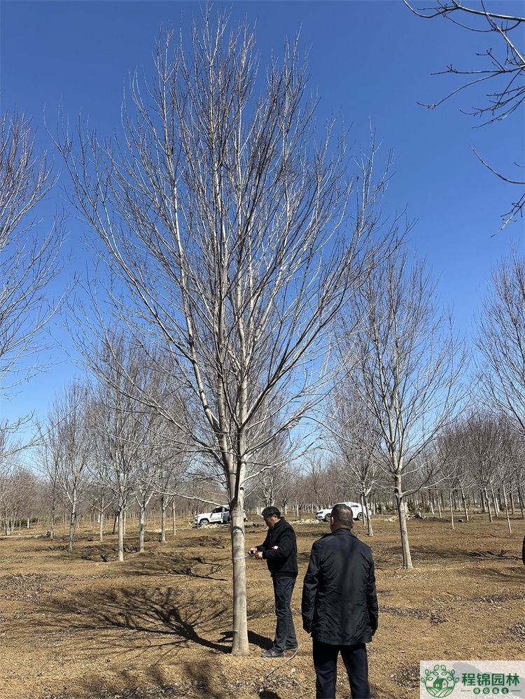 黄瓜视频在线观看下载苹果版