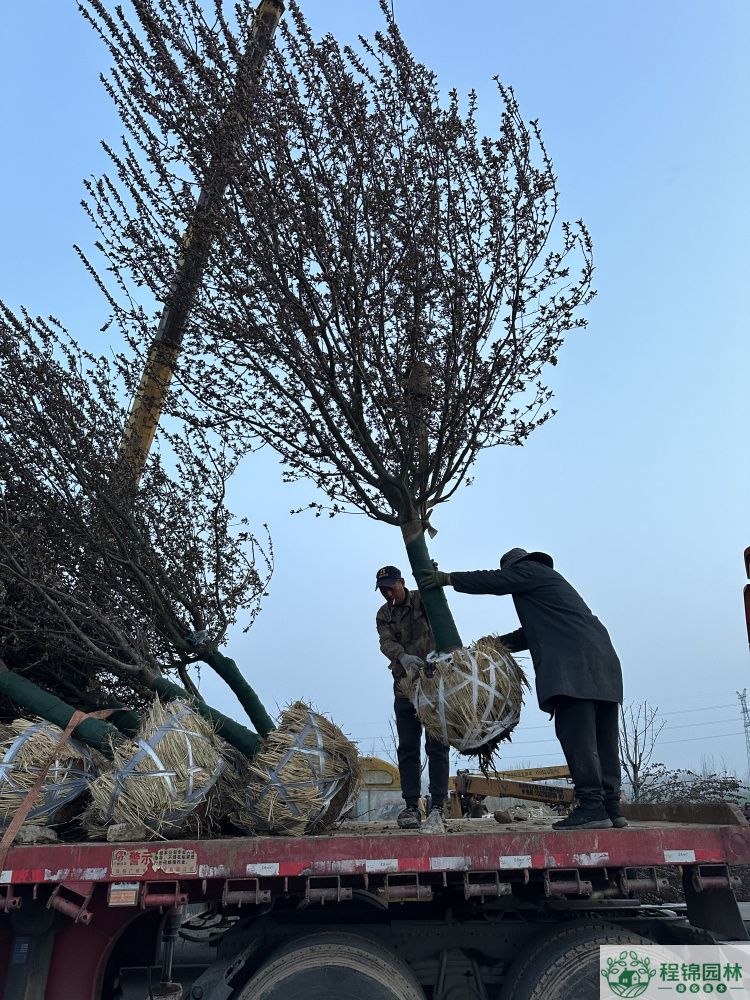 绚丽海棠