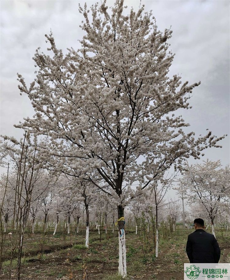 染井吉野樱